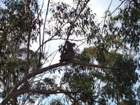 Book Haden Accommodation Vacations Holiday Adelaide Holiday Adelaide