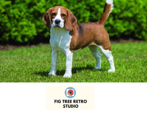 Fig Tree Retro Studio - Holiday Adelaide 0