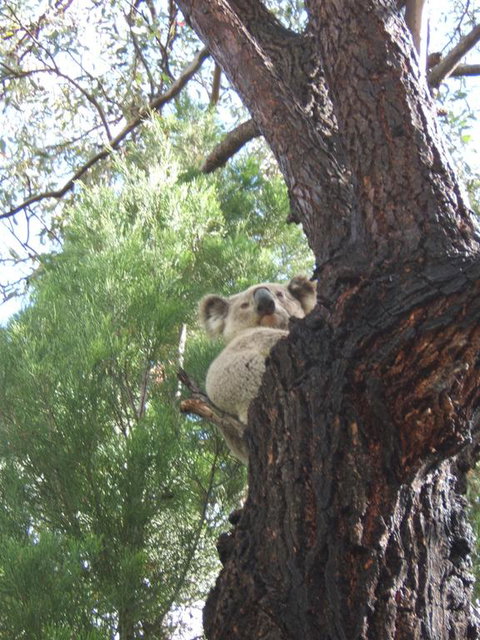 Getaway Tourist Park - Holiday Adelaide 3