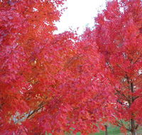 HEALESVILLE GETAWAY - Holiday Adelaide