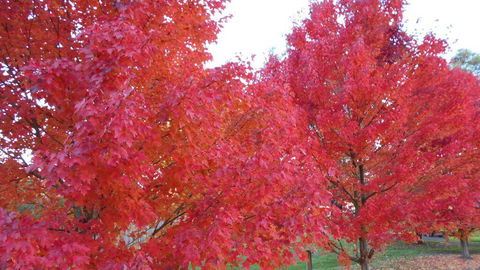 HEALESVILLE GETAWAY - Holiday Adelaide 0