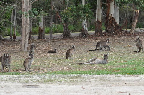 Karri Valley Chalets - Holiday Adelaide 1