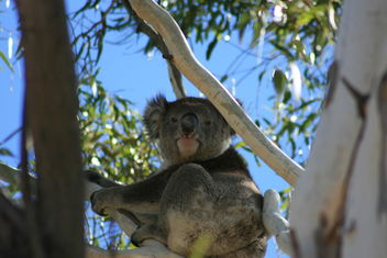 Levi Park Caravan Park with Holiday Adelaide