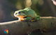 Maleny Wildlife Holiday House - thumb 2