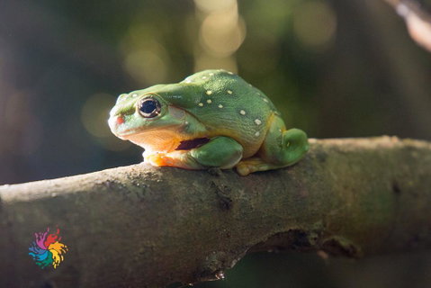 Maleny Wildlife Holiday House - Holiday Adelaide 2