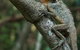 Maleny Wildlife Holiday House - thumb 3