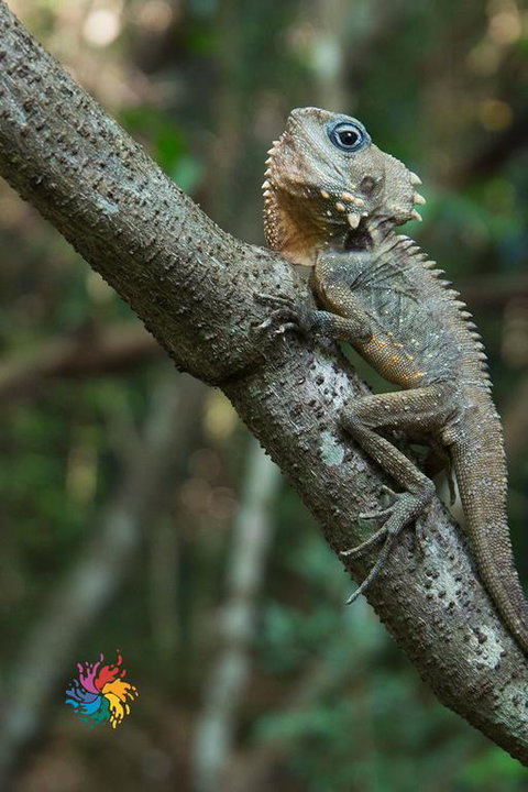 Maleny Wildlife Holiday House - Holiday Adelaide 3