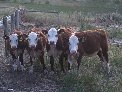 Morella Farm - Holiday Adelaide 2