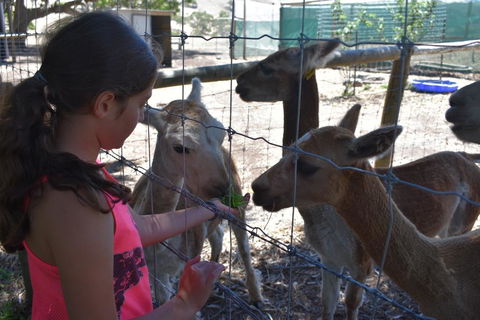 Morella Farm - Holiday Adelaide 3