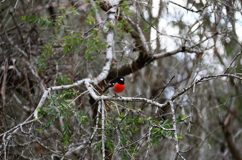 Treenbrook Cottages - Holiday Adelaide 5