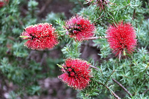 Treenbrook Cottages - Holiday Adelaide 4
