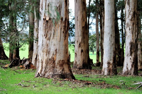 Treenbrook Cottages - Holiday Adelaide 9