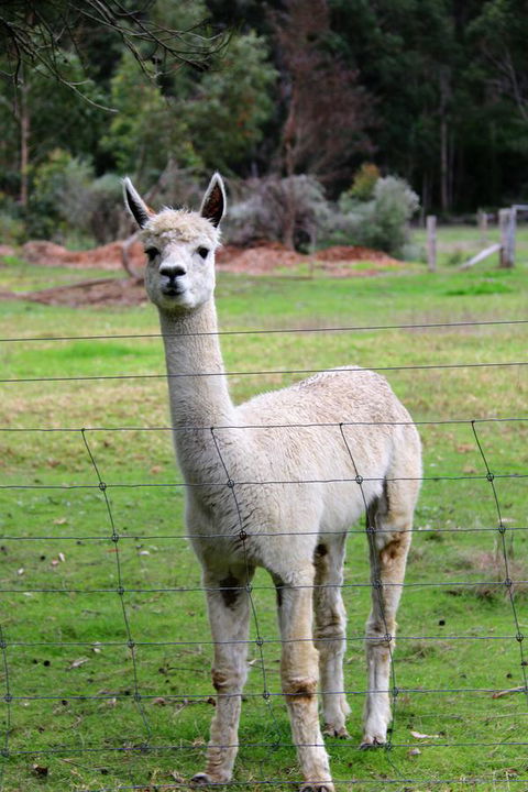 Treenbrook Cottages - Holiday Adelaide 8