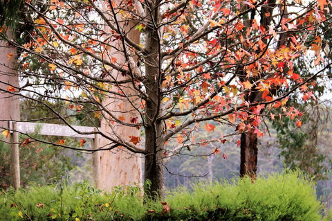 Treenbrook Cottages - Holiday Adelaide 6