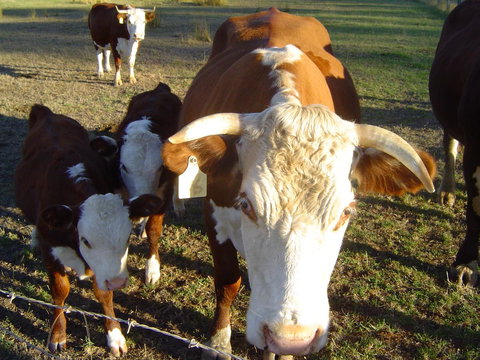 Kangaroo Valley Cottage - Holiday Adelaide 18