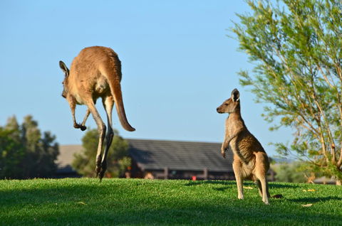 Novotel Vines Resort Swan Valley - Holiday Adelaide 8