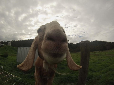 Tanen Farm - Holiday Adelaide 7