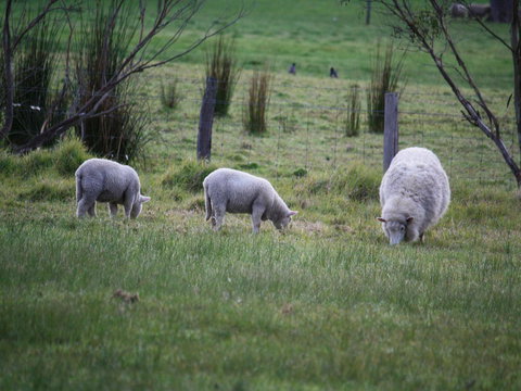 Tanen Farm - Holiday Adelaide 11