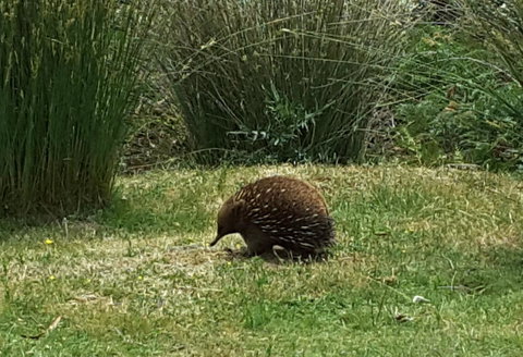 Erriba House - Holiday Adelaide 10