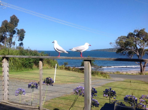 Summertime Cottage - Holiday Adelaide 25