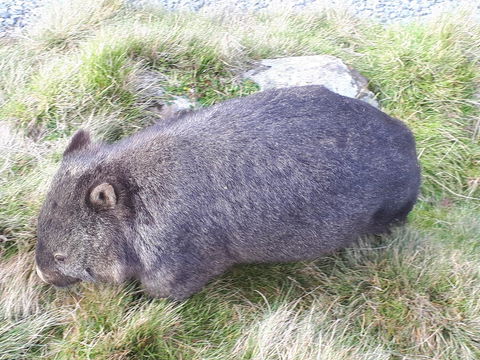 Robin\'s Nest B&B - Holiday Adelaide 19