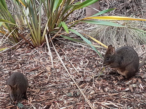 Oyster Cove Chalet - Holiday Adelaide 16