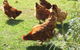 Eureka Farm - thumb 27
