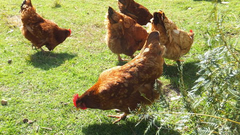 Eureka Farm - Holiday Adelaide 27