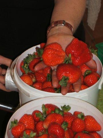 Eureka Farm - Holiday Adelaide 17