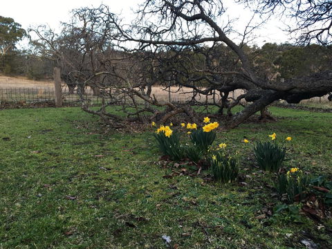 Walnut Cottage - Holiday Adelaide 18