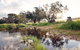 Northbrook Farmstay - thumb 0