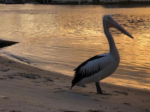 Pelican Cove Apartments - Holiday Adelaide 1