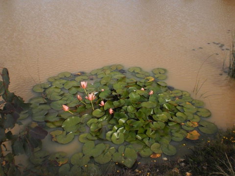 River Downs Cottage - Holiday Adelaide 3