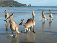 Book Seaforth Accommodation Vacations Holiday Adelaide Holiday Adelaide