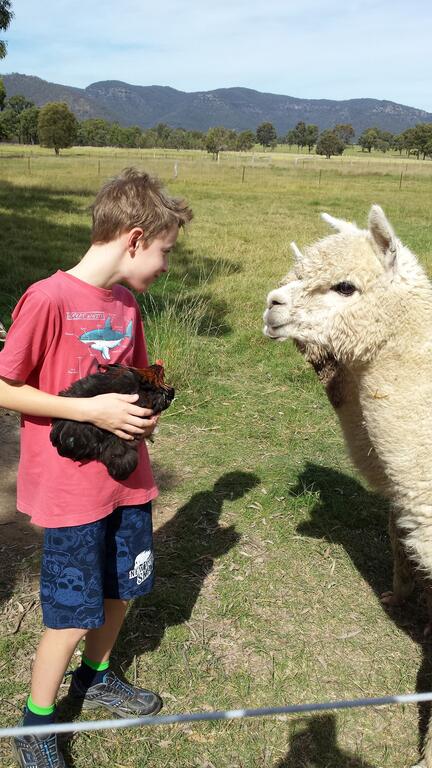 Starline Alpacas Farmstay Resort - Holiday Adelaide 3