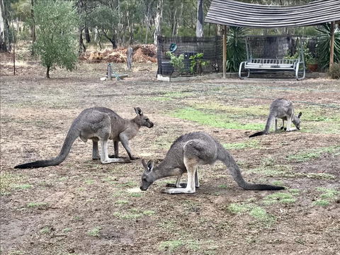 Stawell Holiday Cottages - Holiday Adelaide 1