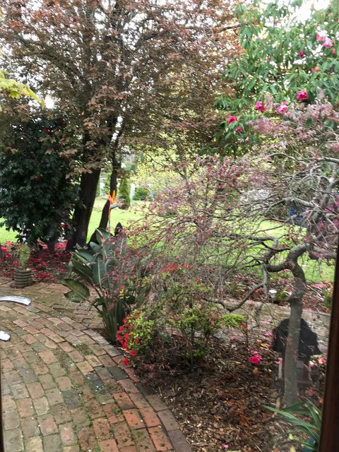 Stony Rise Cottage B&B - Holiday Adelaide 1