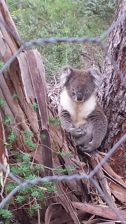 Stringybark Hills Retreat - Holiday Adelaide 0