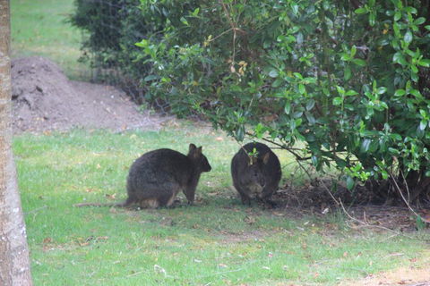 Tamar Valley Farm Stay - Holiday Adelaide 1