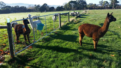 Tamar Valley Farm Stay - Holiday Adelaide 2