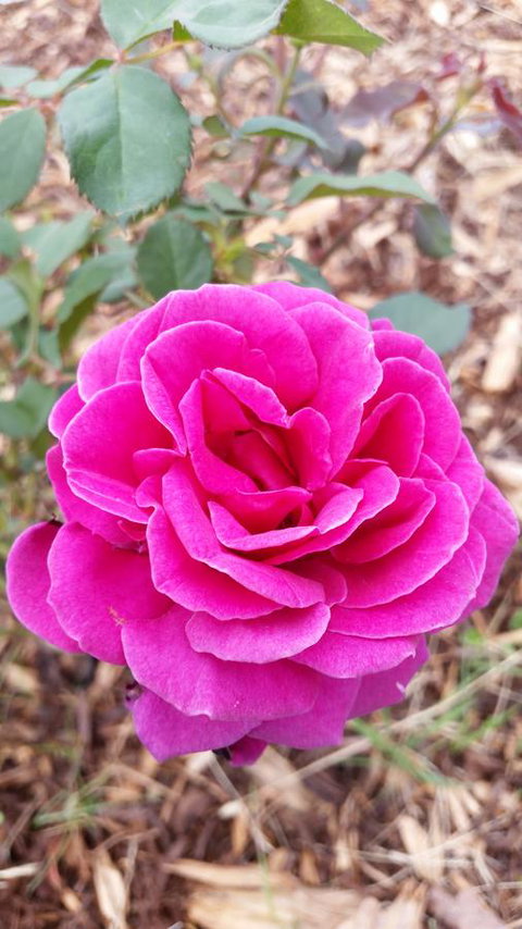 Birch Lane - Holiday Adelaide 36