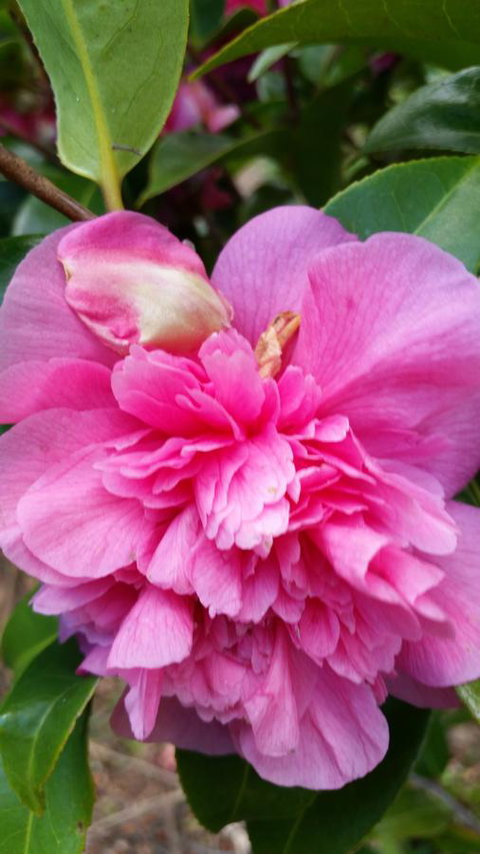 Birch Lane - Holiday Adelaide 38