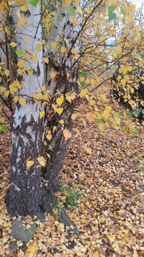 Birch Lane - Holiday Adelaide 43