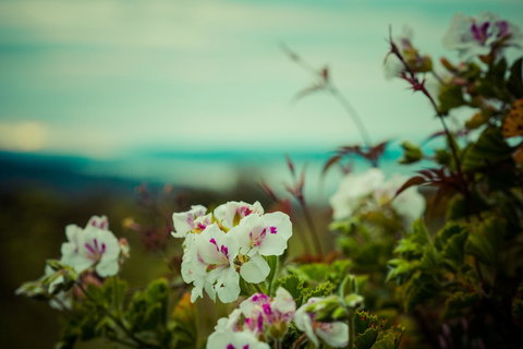 The Hobart Entrance - Holiday Adelaide 38