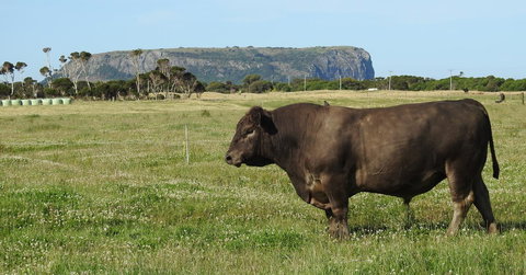 Ellie\'s Cottages - Holiday Adelaide 40