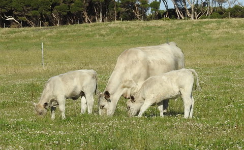 Ellie\'s Cottages - Holiday Adelaide 39