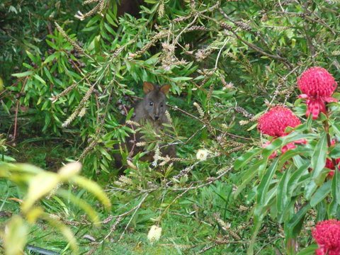 Southern Forest Accommodation - Holiday Adelaide 12