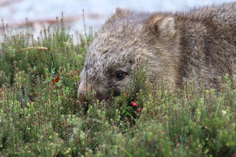 Cradle Mountain Wilderness Village - Holiday Adelaide 32