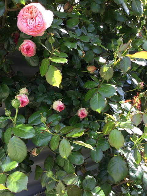 Nextdoor@portarthur - Holiday Adelaide 20