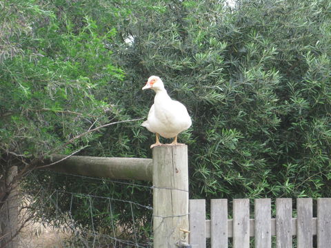 Taras Richmond Farmstay - Holiday Adelaide 16